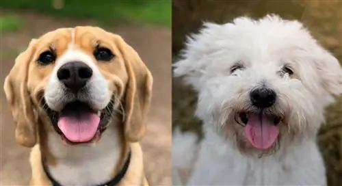 Glechon (Beagle & Bichon Frise Mix): รูปภาพ คู่มือฉบับสมบูรณ์ ข้อมูล การดูแล & เพิ่มเติม