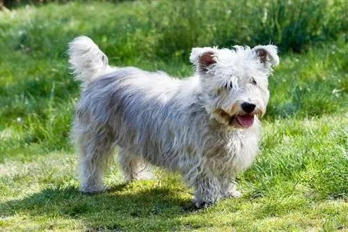 Raza de perro Glen of Imaal Terrier: imágenes, guía, información, cuidados & ¡Más