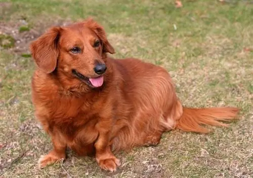 गोल्डन डॉक्स कुत्ते की नस्ल (गोल्डन रिट्रीवर & दचशुंड मिक्स): चित्र, गाइड, जानकारी, देखभाल गाइड & अधिक