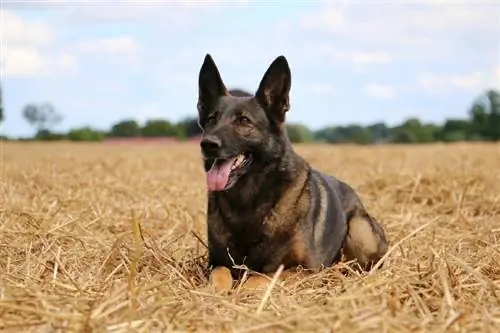 Duitse Malinois (Belgiese Malinois & Duitse Herder Mengsel): Prente, Gids, Info, & Sorg