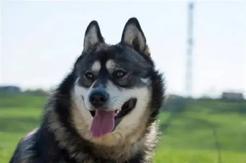 Gerberian Shepsky Dog Rasa: informacje, zdjęcia, opieka & Więcej