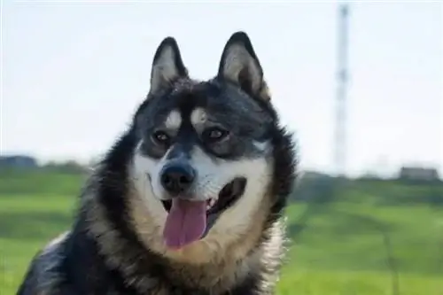 Gerberian Shepsky Dog Breed: معلومات ، صور ، رعاية & المزيد