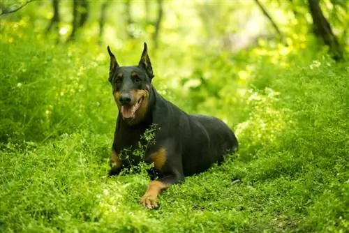 Schæferhund Doberman-blanding: info, bilder, stell & Mer