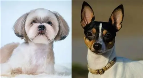 Fo Tzu (Toy Fox Terrier & Mieszanka Shih Tzu): zdjęcia, przewodnik, informacje, & Uwaga