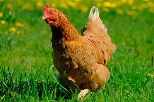 Postoje li kokošje zaprege? Iznenađujući odgovor