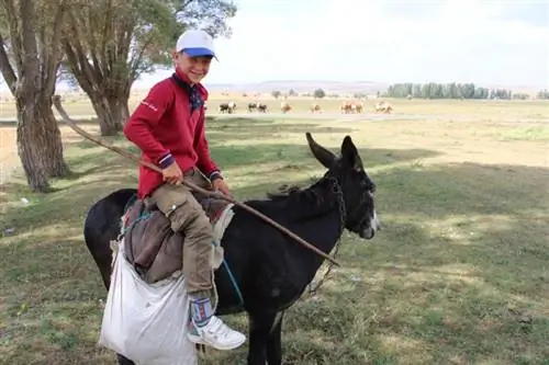 Kann man auf einem Esel wie auf einem Pferd reiten? Hauptunterschiede & Expertentipps