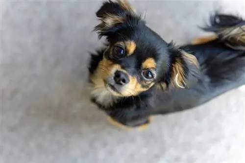 Chilier (Cavalier King Charles Spaniel & Chihuahua Mix): Foto, Guide, Info, & Kujdes