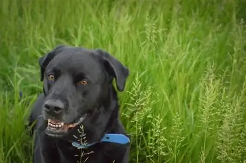 Buladors (Labrador Retriever & English Bulldog Mix): Attēli, ceļvedis, informācija & Rūpes