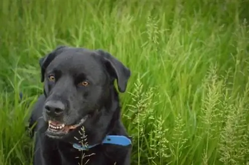 Bullador (Labrador Retriever & English Bulldog Mix): Képek, útmutató, információ & Vigyázat