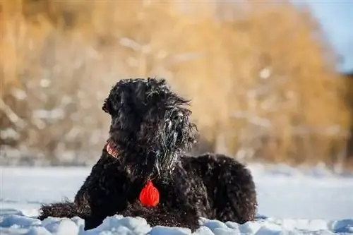 Black Russian Terrier Dog Breed: Pictures, Info, Care Guide & Traits