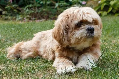 बी-अप्सो (बीगल & ल्हासा अप्सो मिक्स) कुत्ते की नस्ल: चित्र, स्वभाव & देखभाल