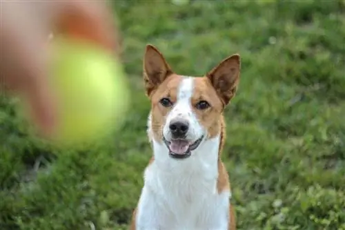 Giống chó Basenji: Thông tin, Hình ảnh, Hướng dẫn chăm sóc, Tính khí & Đặc điểm