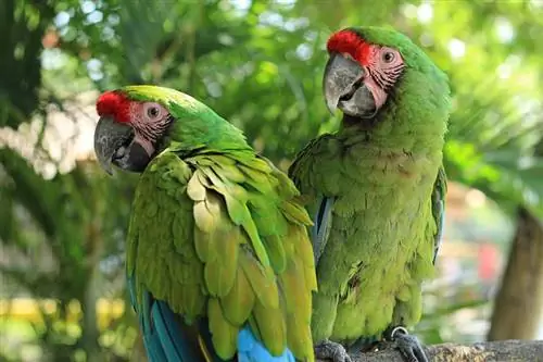 Kedy sa papagáje udomácnili, & Ako? Fascinujúce fakty