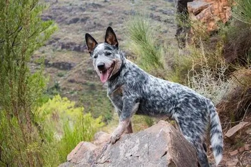 ავსტრალიური პირუტყვის ძაღლის ჯიში: სურათები, ინფორმაცია, მოვლის გზამკვლევი & თვისებები