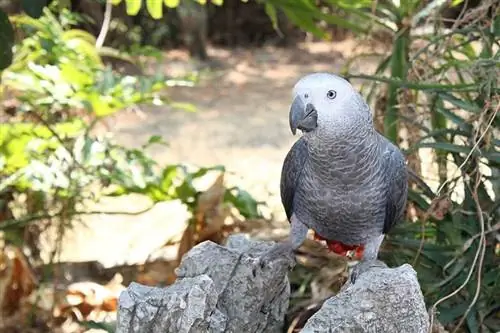 Hoe lank leef Afrikaanse grys papegaaie? (Lewensduurgids)