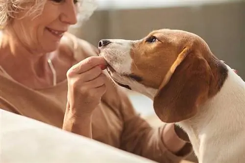 5 najboljih dodataka prehrani s brusnicom za pse u 2023. – Recenzije & Najbolji izbor