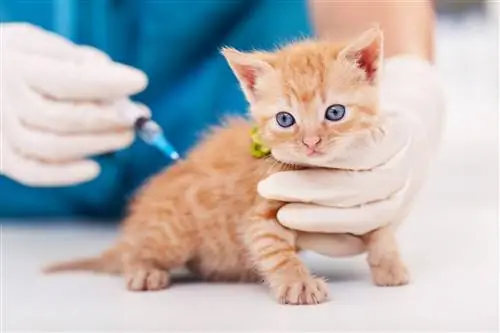 Com que idade seu gatinho deve ser vacinado? Tudo o que você deve saber