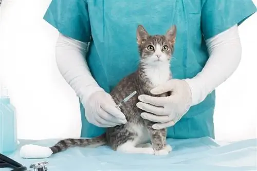 Cik maksā kaķu vakcinācijas? (2023. gada atjauninājums)