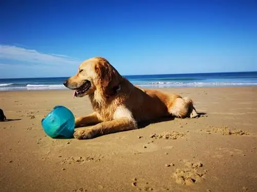 Miniature Golden Retriever Dog Breed: معلومات ، صور ، رعاية & المزيد