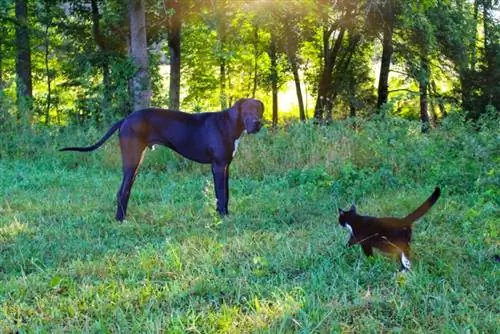 Kom Great Danes oor die weg met katte? Spesiesversoenbaarheid & Inleiding Wenke