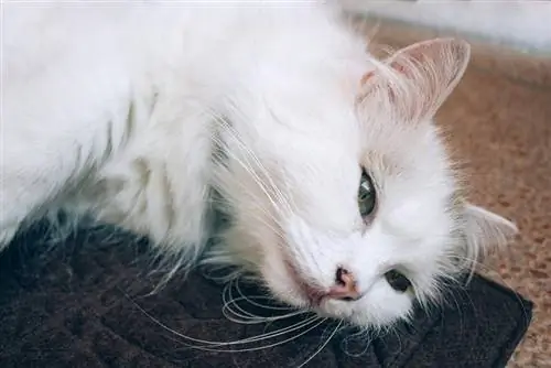 Trovanje živom kod mačaka: kako se to događa, simptomi & Njega (odgovor veterinara)