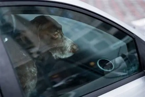 Mal d'auto nei cani: cause approvate dal veterinario, segni & Trattamenti