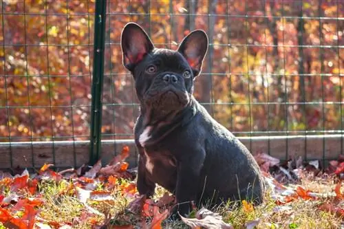 Bulldog francês de chocolate: fotos, guia de cuidados, informações e muito mais