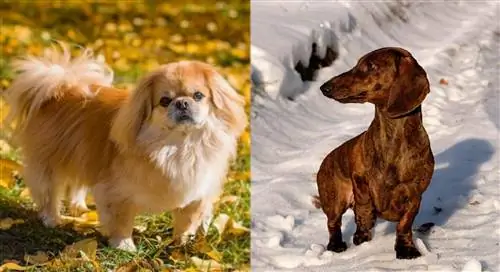 Pekehund (Dachshund & Pekingese Mix): imágenes, guía, información, cuidados & ¡Más