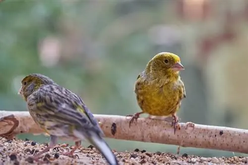 هل يمكن أن تعيش طيور الكناري والعصافير معًا؟ ما تحتاج إلى معرفته