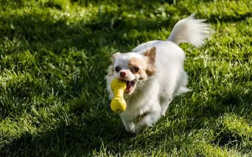 2023-cü ildə Chihuahua üçün ən yaxşı 10 oyuncaq – rəylər & Ən yaxşı seçimlər