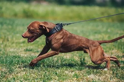 Hoe om te keer dat 'n hond aan 'n leiband trek (6 doeltreffende wenke)