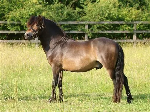 Wie viel Gewicht kann ein Pony tragen? Die beeindruckende Antwort