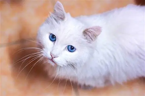 Trazodonas katėms: įspėjimai, dozės & Galimas šalutinis poveikis (veterinarijos atsakymas)