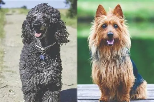 Poolky (Pudl & Silky Terrier Mix): Informace, obrázky, péče & Více