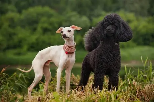 Pootalian (Poodle & Italian Greyhound Mix): სურათები, გზამკვლევი, ინფორმაცია, მოვლა & მეტი