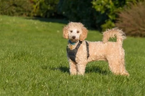 Poochon (Poedel & Bichon Frise Mix): Afbeeldingen, Temperament & Eigenschappen