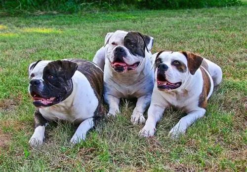 Thông tin giống chó American Bulldog: Hình ảnh, Hướng dẫn chăm sóc, Tính khí & Đặc điểm
