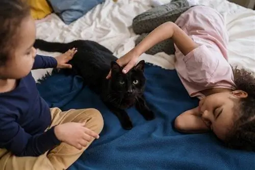 Hoe om binding tussen katte te bevorder & kinders (11 eenvoudige wenke)
