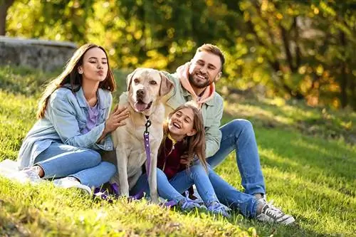 10 organisaties en liefdadigheidsinstellingen die dierenartsrekeningen helpen betalen (gids 2023)