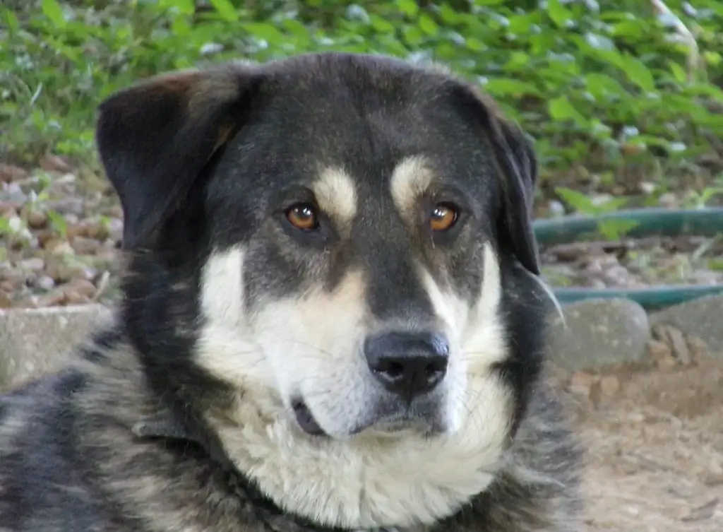 Informazioni sulla razza del cane Alaskan Malador: immagini, guida alla cura & Altro