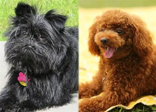 Affenpoo (Affenpinscher & Pudelmix): Bilder, info, skötsel & Mer