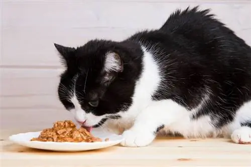 Hvor mange gange om dagen skal en kat spise? (foderplan)