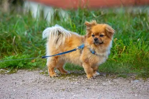 Informações sobre a raça do cão Affenhuahua: fotos, guia, temperamento, cuidados & Mais