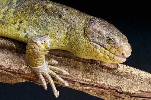 Cómo encontrar un criador de reptiles responsable en 2023: Consejos & Preguntas para hacer