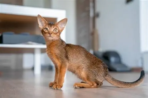 10 fets fascinants sobre els gats abissinis que mai vau saber