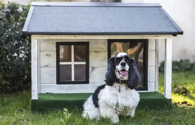 5 bedste opvarmede hundehuse i 2023: Anmeldelser & Topvalg