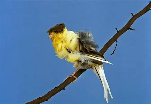 Frilled Canary: Зураг, арчилгааны гарын авлага, Темперамент & шинж чанарууд