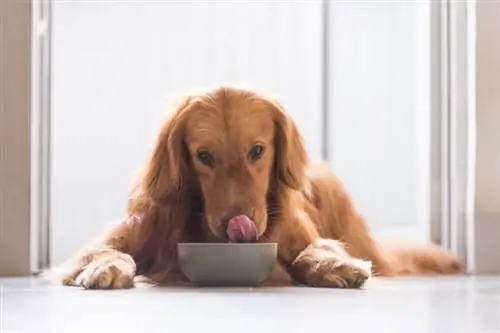 Hoeveel voer moet een golden retriever voeren (puppy en volwassen hond)