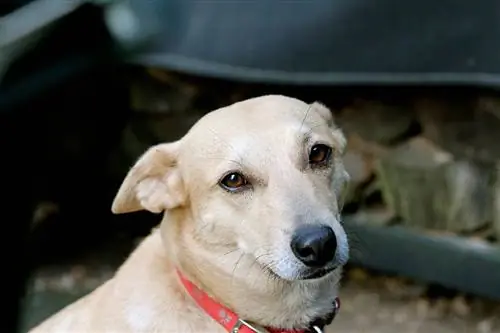 American Dingo (Carolina Dog) Raceinformation: Billeder, plejevejledning & Egenskaber
