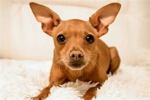 Chipin (Chihuahua & Miniatiūrinis pinčerių mišinys): Informacija, nuotraukos, priežiūra & Daugiau
